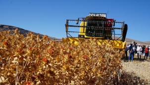 Talas’ta Aspir Hasatı Töreni gerçekleşti