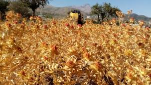 Talas'ta Aspirden toplam 1,5 ton sıvı yağ elde edildi