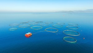 Tarım, ormancılık ve balıkçılık sektörünün varlıkları 5 yılda 3 katına çıktı