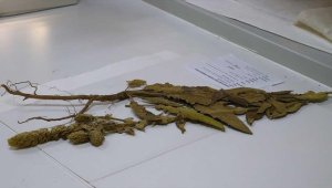 Tekirdağ'da sığırkuyruğu bitkisinin yeni melez türü bulundu