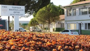 TMO, Manisa'da günlük kuru üzüm alım kapasitesini iki katına çıkarıyor