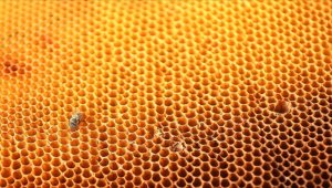 Türk balı 8 ayda yaklaşık 30 milyon dolar kazandırdı