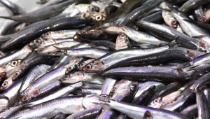 Türkiye hamsi ihracatından 8 ayda 7,5 milyon dolar kazandı