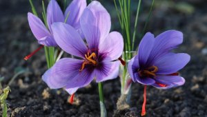 Üretim alanı artırılan safranda 35 kilogram verim bekleniyor