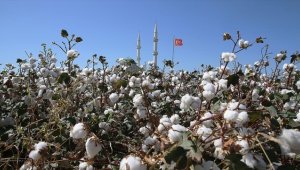 Amik Ovası'nda hasadı süren pamuktan yüksek rekolte beklentisi