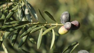 Ata ağaçlarında yetiştirilen "Karamürsel Samanlı zeytini" tescil yolunda