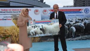 Bakan Kirişçi katılımıyla tohum ve koyun dağıtımı yapıldı