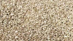 Buğday fiyatları, Rusya'nın Karadeniz anlaşmasını askıya almasıyla yüzde 5'ten fazla arttı