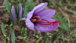 Çiçekleri açan safranda hasat başladı