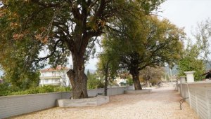 Çorum'da koruma altındaki 15 menengiç ağacının bulunduğu sokak yeniden düzenleniyor