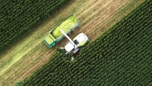 Düzce'de ikinci ürün olarak ekilen silajlık mısırda verim beklentisi yüksek