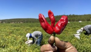 Gaziantep ve Kahramanmaraş arasında tescilli "acı biber" rekabeti yaşanıyor