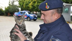 Kedi 'Gümüş'e sahip çıkan jandarma, topladığı parayla ameliyatını da yaptırdı