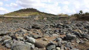 Kenya'da kuraklık yüzlerce yaban hayvanının telef olmasına yol açtı