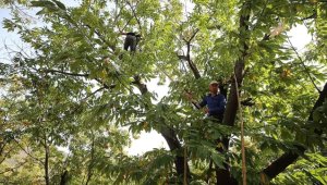 Kestane "cambazları"nın zorlu mesaisi