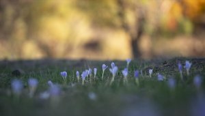 Kışın habercisi vargitler Munzur Vadisi'ne renk kattı