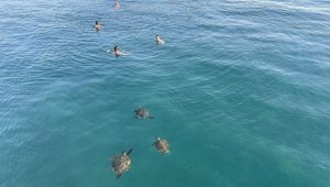 Mavi tura çıkanlara "deniz kaplumbağalarını beslemeyin, uzaktan sevin" uyarısı