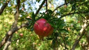 Mikroklima iklimli İnhisar'da 5 bin ton nar rekoltesi bekleniyor