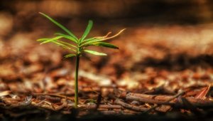 Ruanda, iklim değişikliğiyle mücadele için 36 milyon fidan dikiyor