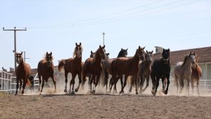 Şampiyon atların elit tayları 'yeni rekor umuduyla' satışa sunulacak