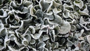 Sarıkamış'ta soğuk hava yüzünden derelerdeki şelaleler, bitkiler ve camlar dondu