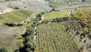 Söğüt'te köylüler modernize edilmiş bağlarında hasat yapıyor