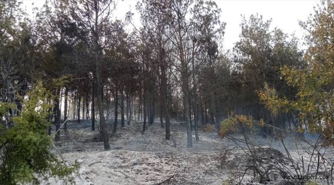 Tekirdağ'da çıkan orman yangını söndürüldü