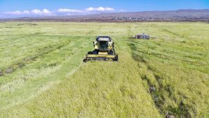 Tescilli Karacadağ pirincinde bereketli sezon