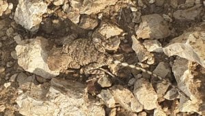 Tunceli'de doğada nadir görülen "bozkır keleri" görüntülendi