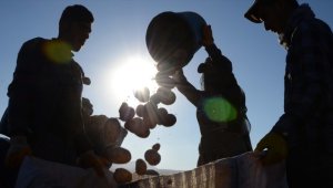 Çiftçilere patates siğiline karşı verilen desteğin tutarı artırıldı