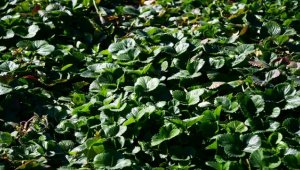 Kayseri'den Etiyopya'ya 300 bin çilek fidesi gönderildi