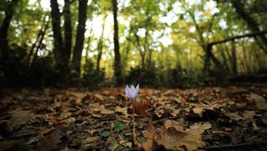 Kırklareli'ndeki su basar ormanları güz mevsimi renklerine büründü