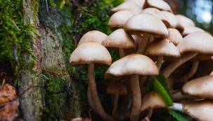 Ordu'da mantar faciası! Aynı aileden 6 kişinin bilinci kapalı