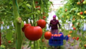 Ankara'da bu yıl en çok domates ve karpuz tüketildi