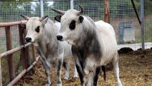 Büyükbaş hayvancılıkta "Yerli Kara" ve "Boz Irk" ıslah projeleri başlatılıyor