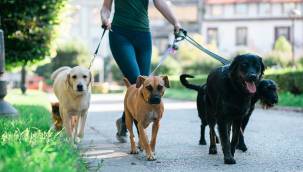 Evcil hayvanı olanlar dikkat! Çip taktırmayanları ağır para cezası bekliyor!