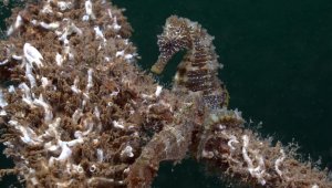 İzmit Körfezi'nin derinliklerinde denizatları görüntülendi