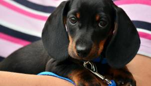 Kayseri’de yaklaşık 12 bin evcil hayvan kimliklendirildi