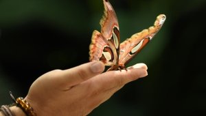 Konya Tropikal Kelebek Bahçesi bu yıl 569 bin 388 ziyaretçiyi ağırladı
