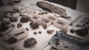 Moğolistan'da bulunan fosil, "yeni bir yırtıcı ve dalıcı dinozor" türüne ait