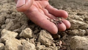 Orman meyvelerinin çekirdekleri yaban hayatı için fidana dönüşüyor