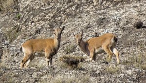 Sivas'ta yaban keçisi sayısı 3 bine ulaştı