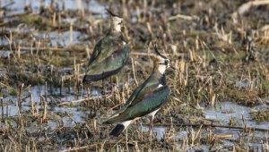 Ağrı Dağı eteklerinde kar yağmadığı için kızkuşları güneye göçmedi