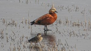 Ağrı Dağı eteklerindeki sulak alanlar havalar soğuyunca yerel kuşlara kaldı