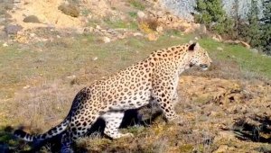 Anadolu leoparı iki ayrı bölgede yeniden görüntülendi