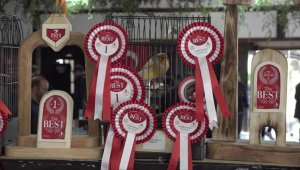 Antalya'da en güzel kanaryalar yarıştı 