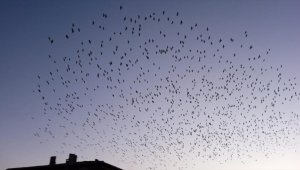 Balıkesir'de sığırcık kuşlarından görsel şölen