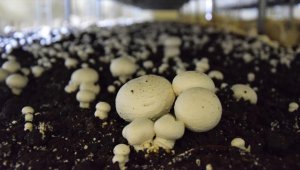 Bilecikli girişimci kültür mantarı üretmek için devlet desteğiyle tesis kurdu