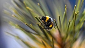 Değişen iklim şartları bazı hayvanların neslini tehlikeye atabilir