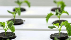 Dikey tarım yüksek su tasarrufu ve minimum karbon salımı sağlıyor